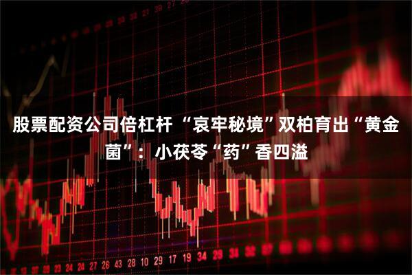 股票配资公司倍杠杆 “哀牢秘境”双柏育出“黄金菌”：小茯苓“药”香四溢