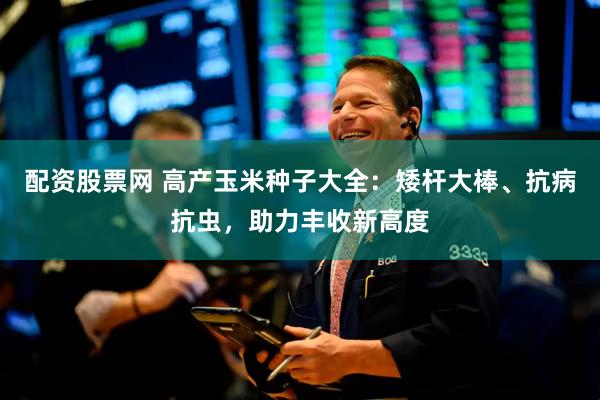 配资股票网 高产玉米种子大全：矮杆大棒、抗病抗虫，助力丰收新高度